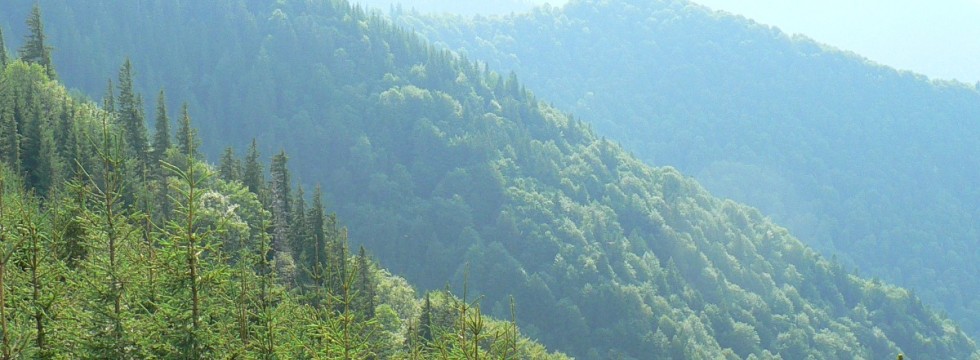 opțiuni de pădure strategice)